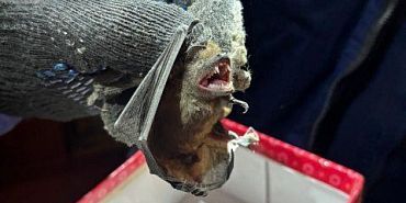 спасатели летучая мышь В Орле спасли летучую мышь