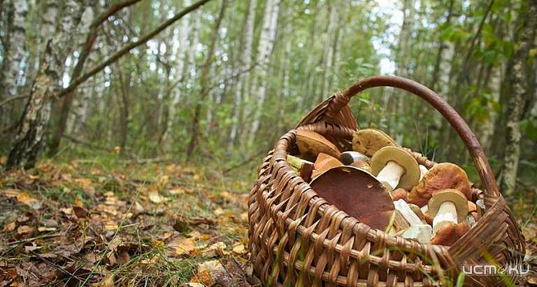 Грибники продолжают пропадать: в Хотынецком районе снова заблудилась женщина