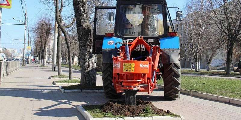 В Орле на месте пней высадят трехметровые липы и рябины
