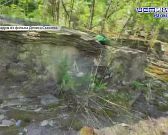 Пионерские лагеря Орловщины