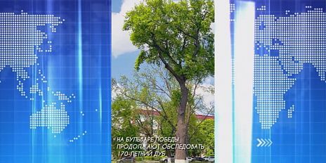 Сразу 2 новости про исторический дуб. Экспресс - новости.