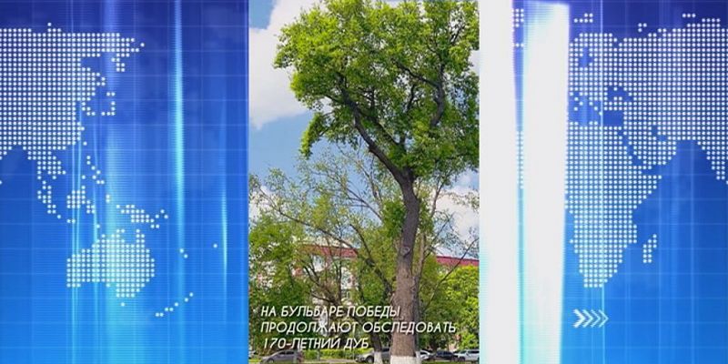 Сразу 2 новости про исторический дуб. Экспресс - новости.