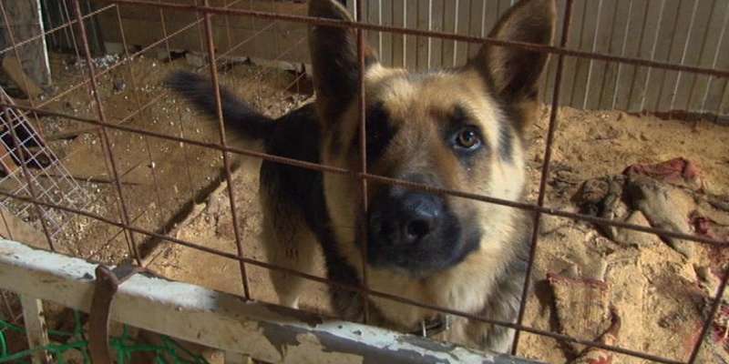 Держат в страхе район: нападение собак на орловчан обернулось уголовным делом 
