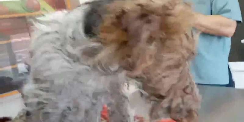 На мусоросортировочном заводе под Ливнами в мешке нашли живую собаку
