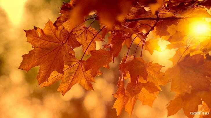 Понедельник порадует орловчан солнышком