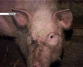 Новости за 90 секунд: В Орловской области обнаружен очаг АЧС, орловчане недовольны изменениями в маршрутной сети, а жители региона смогут увидеть боль...