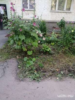 Глазами очевидцев: в одном из орловских дворов украли ограждения клумб