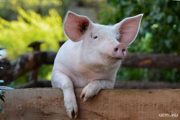 У орловчан в зоне АЧС изъяли 156 свиней