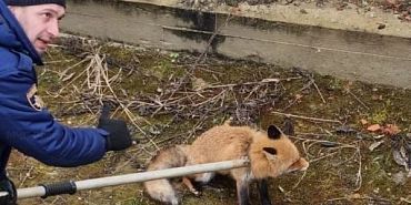 В орловской деревне лиса провалилась в котлован строящегося дома