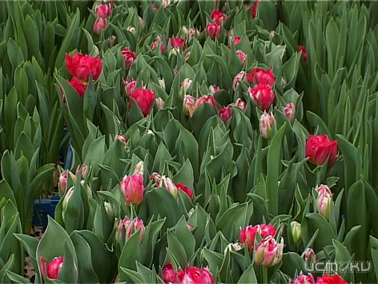 Тюльпаны - самые весенние цветы 