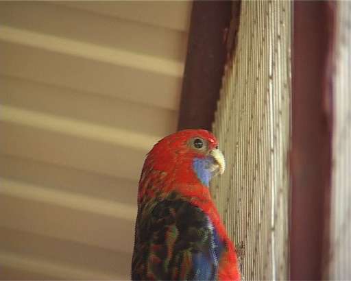 Пернатое счастье 