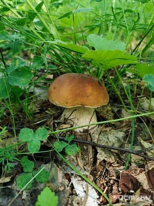 Орловские врачи борются за жизнь пациентки, отравившейся грибами