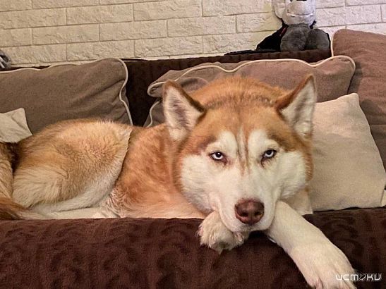 Состязания среди послушных собак скоро пройдут в Орле