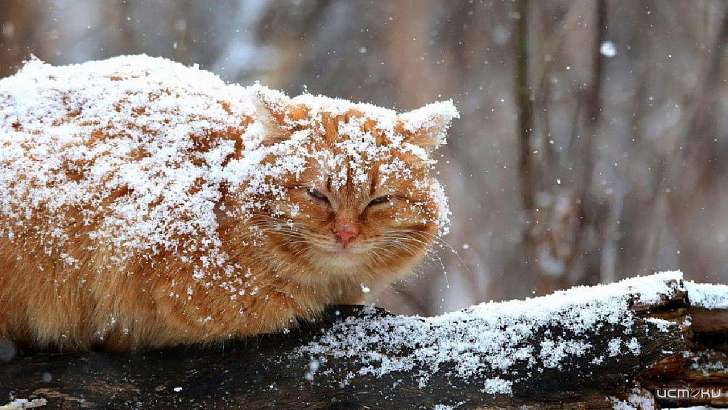 Снег, гололед и сильный ветер: погода в Орле на 19 ноября