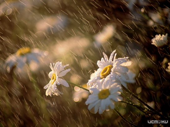 На Орловщине ожидается жаркая погода с кратковременными дождями 