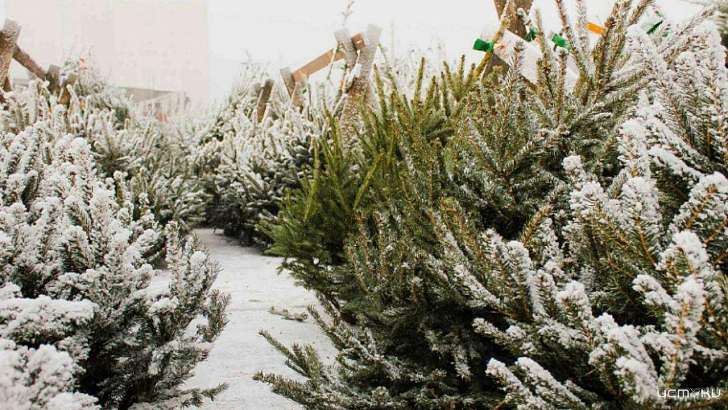 Под елочные базары в Орле отдали 31 площадку