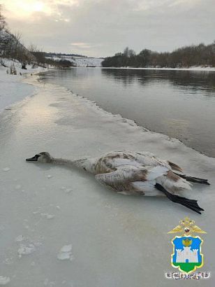 Рыбак помог раскрыть незаконную охоту на краснокнижного лебедя в Орловской области