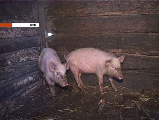 Африканская чума до нас пока не дошла, но расслабляться рано....