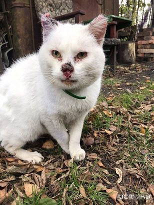 Орловская журналистка и зоозащитница Виталия Румянцева стала победителем Всероссийского конкурса