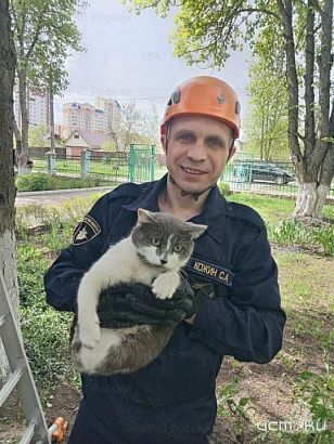 В орловской аптеке любопытный кот застрял под холодильником