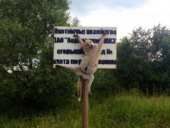 Реклама лесничества или запугивание детей? Лису распяли прямо на вывеске лесничества!