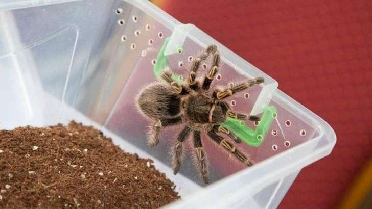 Орловчане смогут посетить выставку пауков