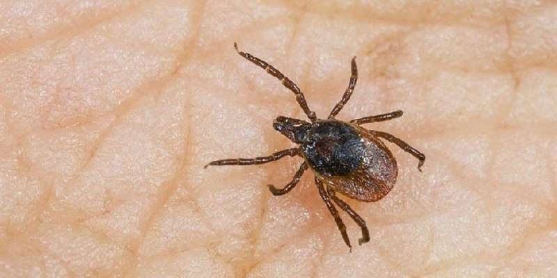 На Орловщине за 10 дней в 1,6 раза возросло число пострадавших от укусов клещей