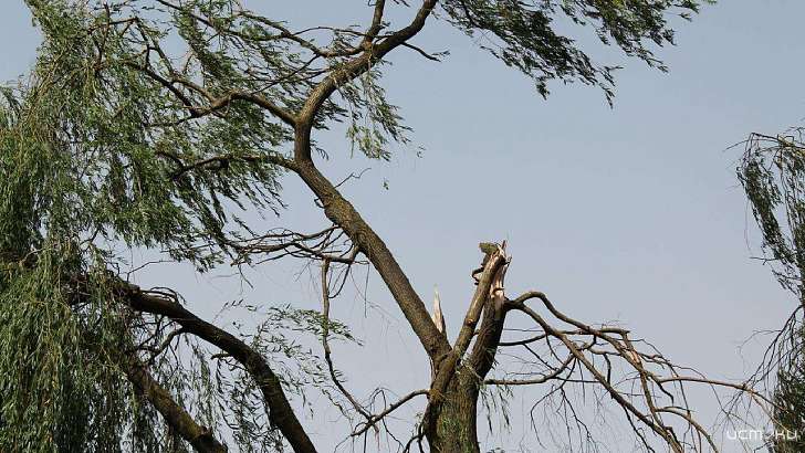 Еще сутки в Орловской области будет бушевать порывистый ветер