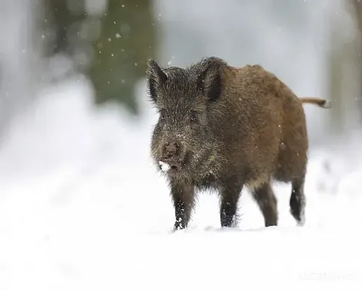 В Орловской области разрешили отстрел кабанов из-за угрозы африканской чумы свиней В Орловской области разрешили отстрел кабанов из-за угрозы африканской чумы свиней
