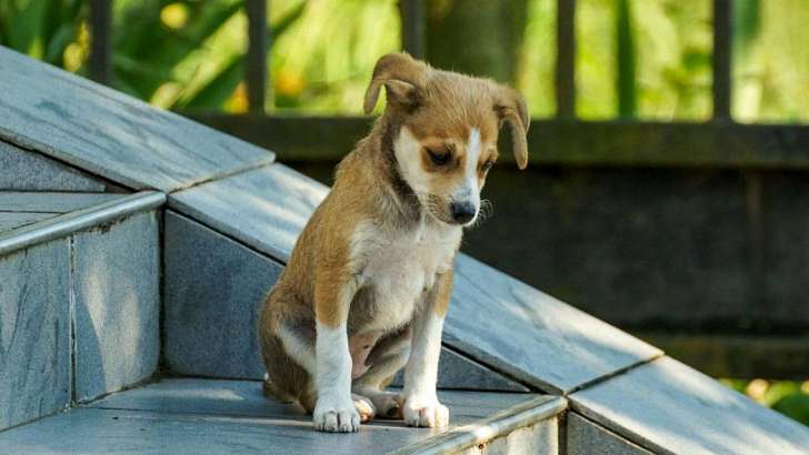 Орловчане просят муниципальный приют для бездомных животных — чиновники не находят средств