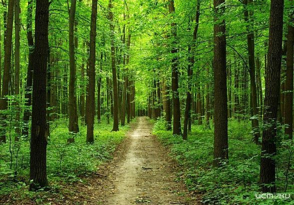  2024 году на Орловщине посажено 90 га леса