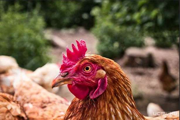 К Орловской области подступает птичий грипп