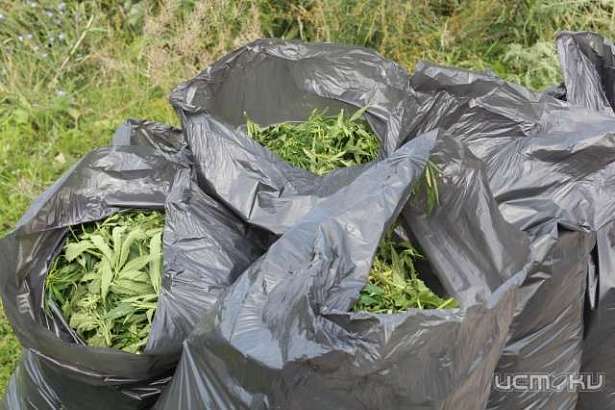 В Орловской области завершилась операция «Мак-2015»