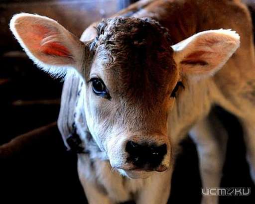 27-летний мужчина украл теленка у жителя Ливенского района