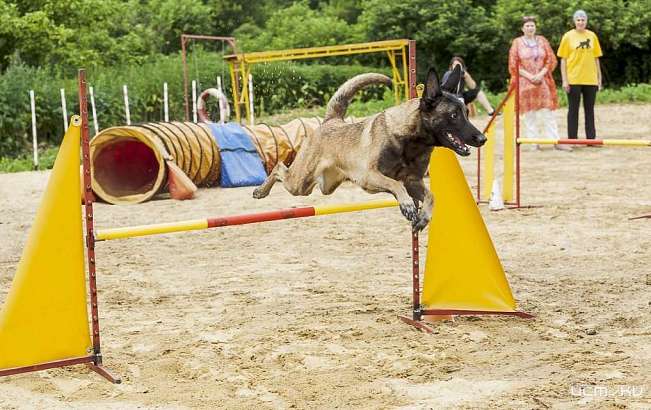 В Орле прошли соревнования по кинологическому спорту