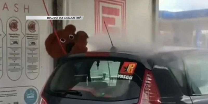 Еще пятеро орловчан заразились коронавирусом, а на улицах города был замечен медведь, моющий машину