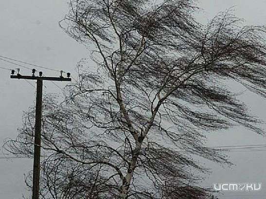 В Орловской области прогнозируются порывы ветра до 18 м/с