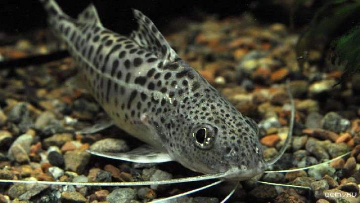 Орловский мошенник «зарабатывал» на любителях аквариумных рыбок