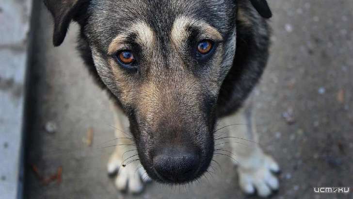 В Орле потратят почти 5 млн рублей на отлов бродячих собак