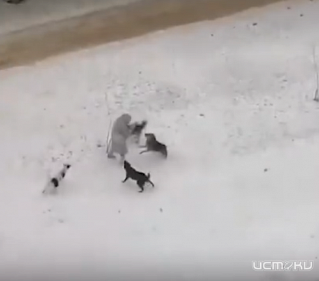 Стая агрессивных псов едва не загрызла орловчанку