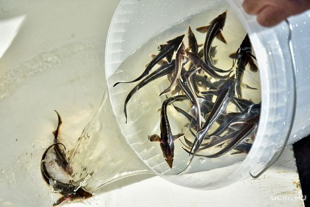 На Орловщине около 17 тыс. мальков стерляди выпушено в р. Оку в рамках национального проекта «Экология»