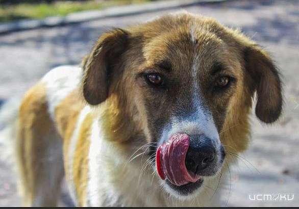 В Орле ремонтируют здание для бездомных животных