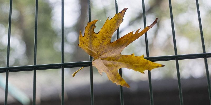 Почему осенью мы чувствуем себя подавленными?