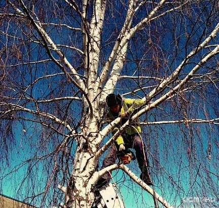 В Орле спилят 700 деревьев