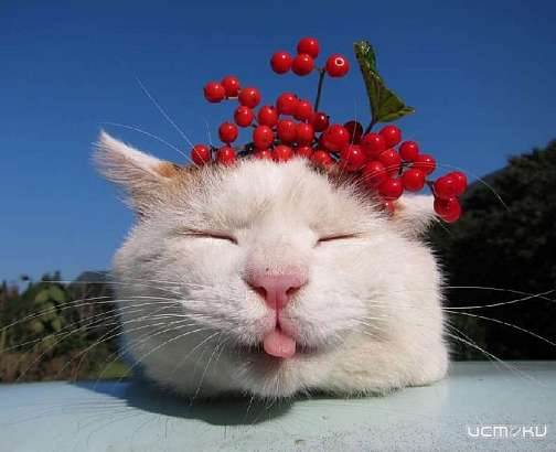 В Орел возвращается жара 