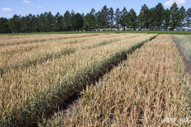 Посевные работы в Орловской области близки к завершению