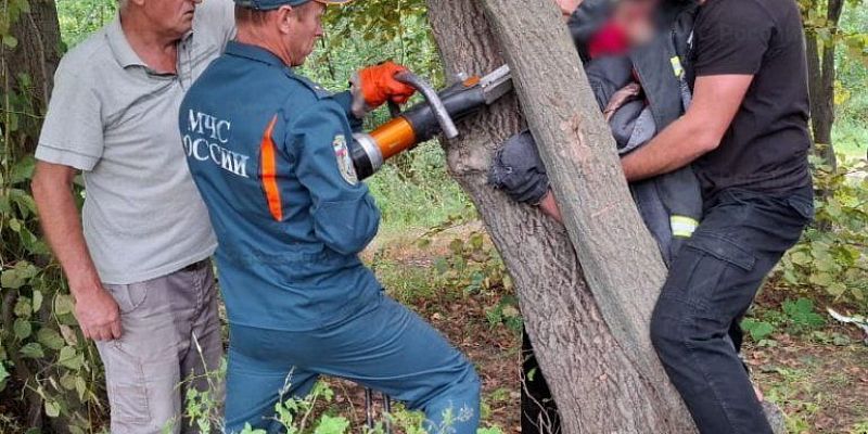 МЧС по Орловской области В Ливнах спасатели помогли девочке, угодившей в ловушку между деревьями