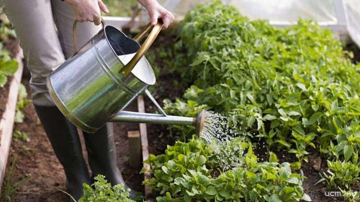 Орловчанам расскажут, как правильно использовать пестициды