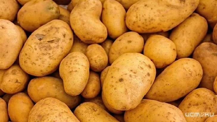Более 200 тонн орловского картофеля не вывезли в Молдову из-за вирусов