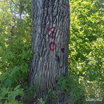80 деревьев под снос: орловчане встревожены вырубкой на левом берегу Оки